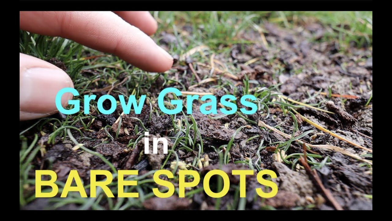 lawn patch spread thickness