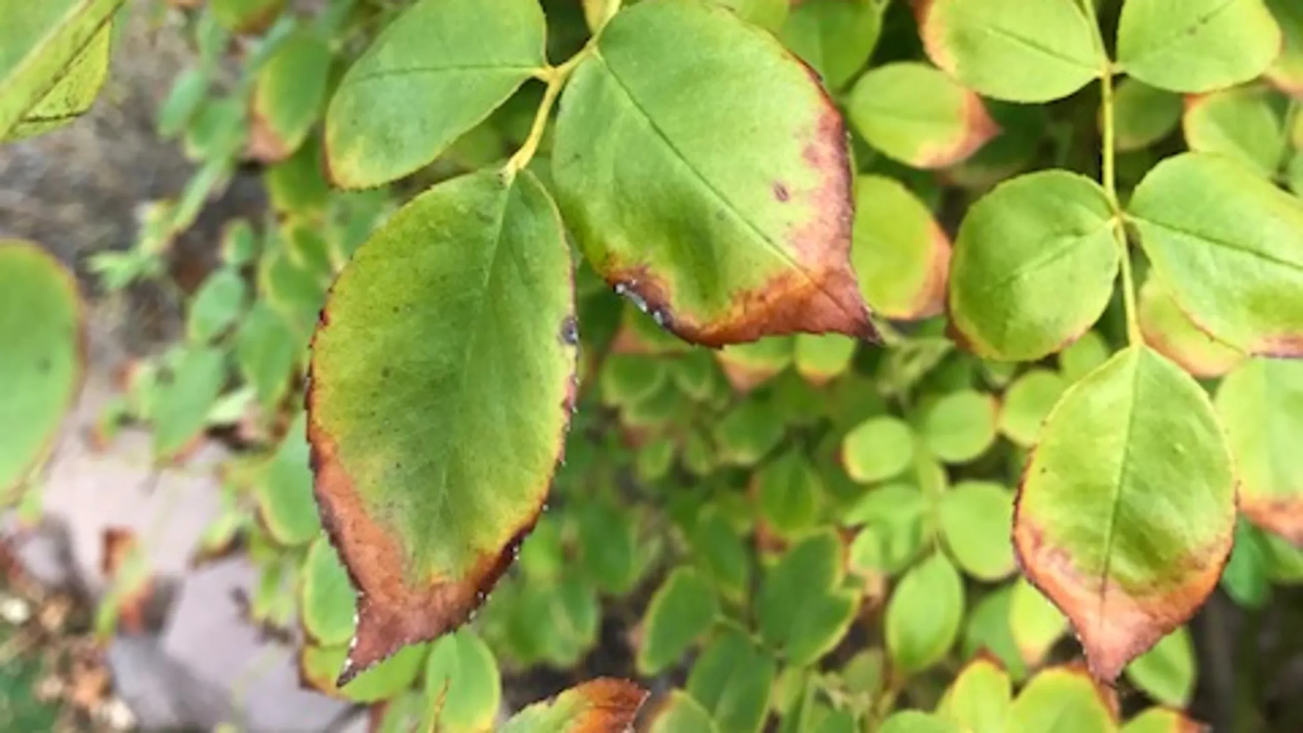 leaf burn from aspirin overdose