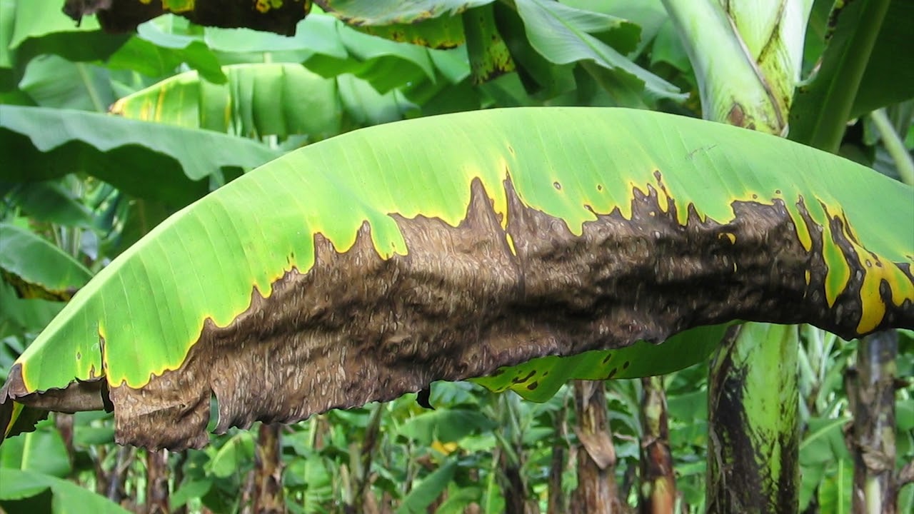 leaf spot disease comparison diagram