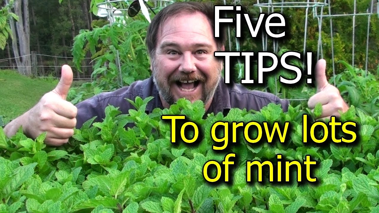 mint in container vs in ground