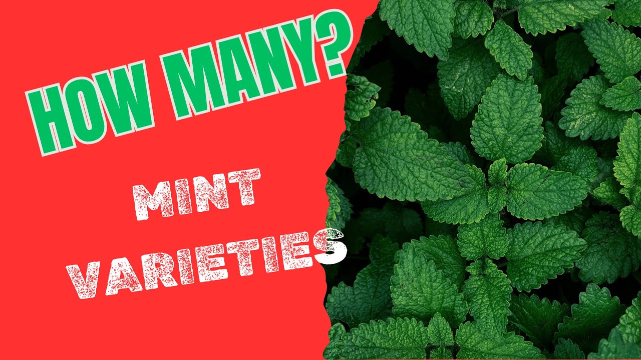 mint leaf wilting vs healthy
