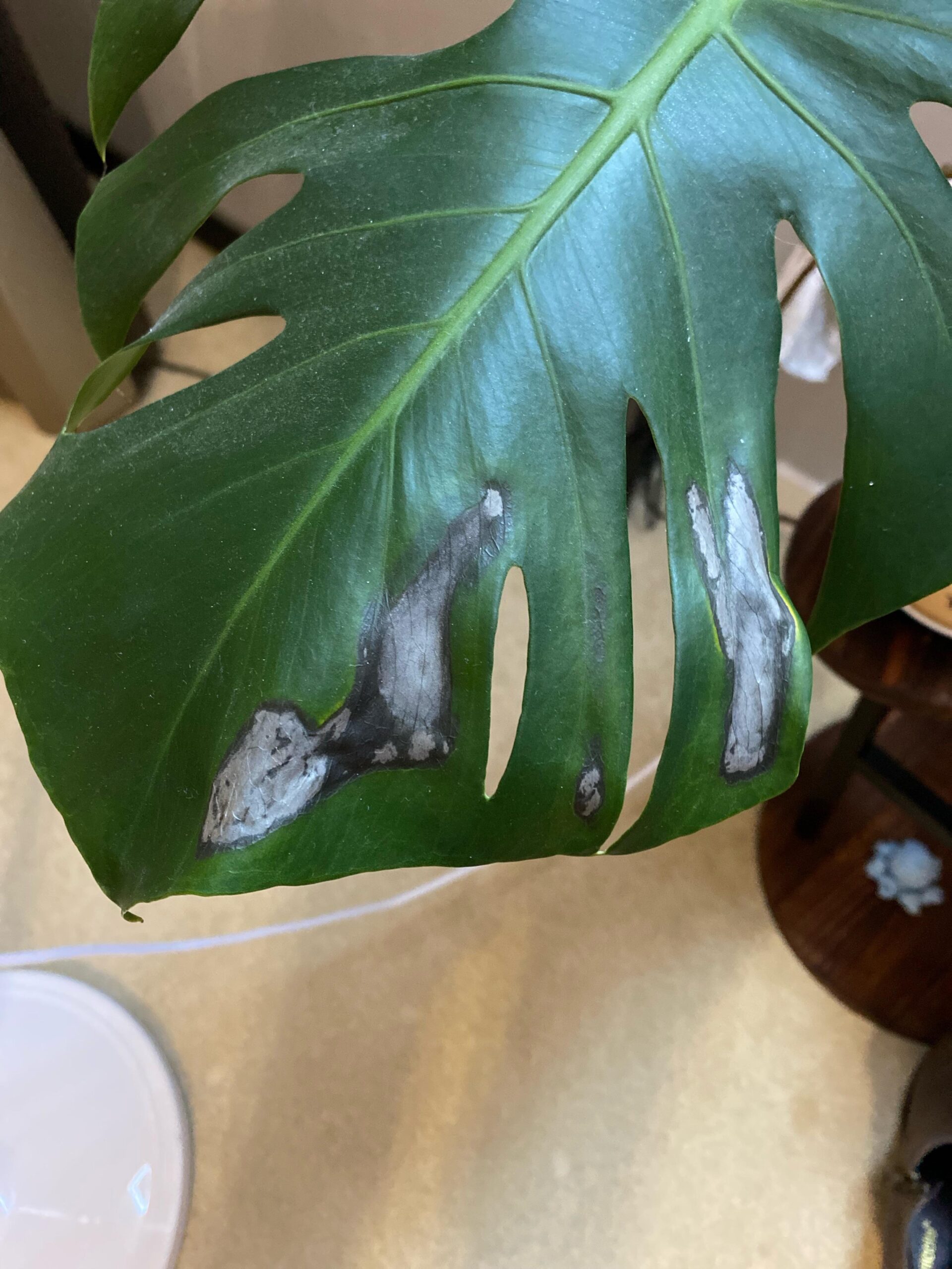 monstera leaf black spots