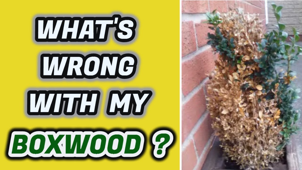 my boxwoods are turning yellow