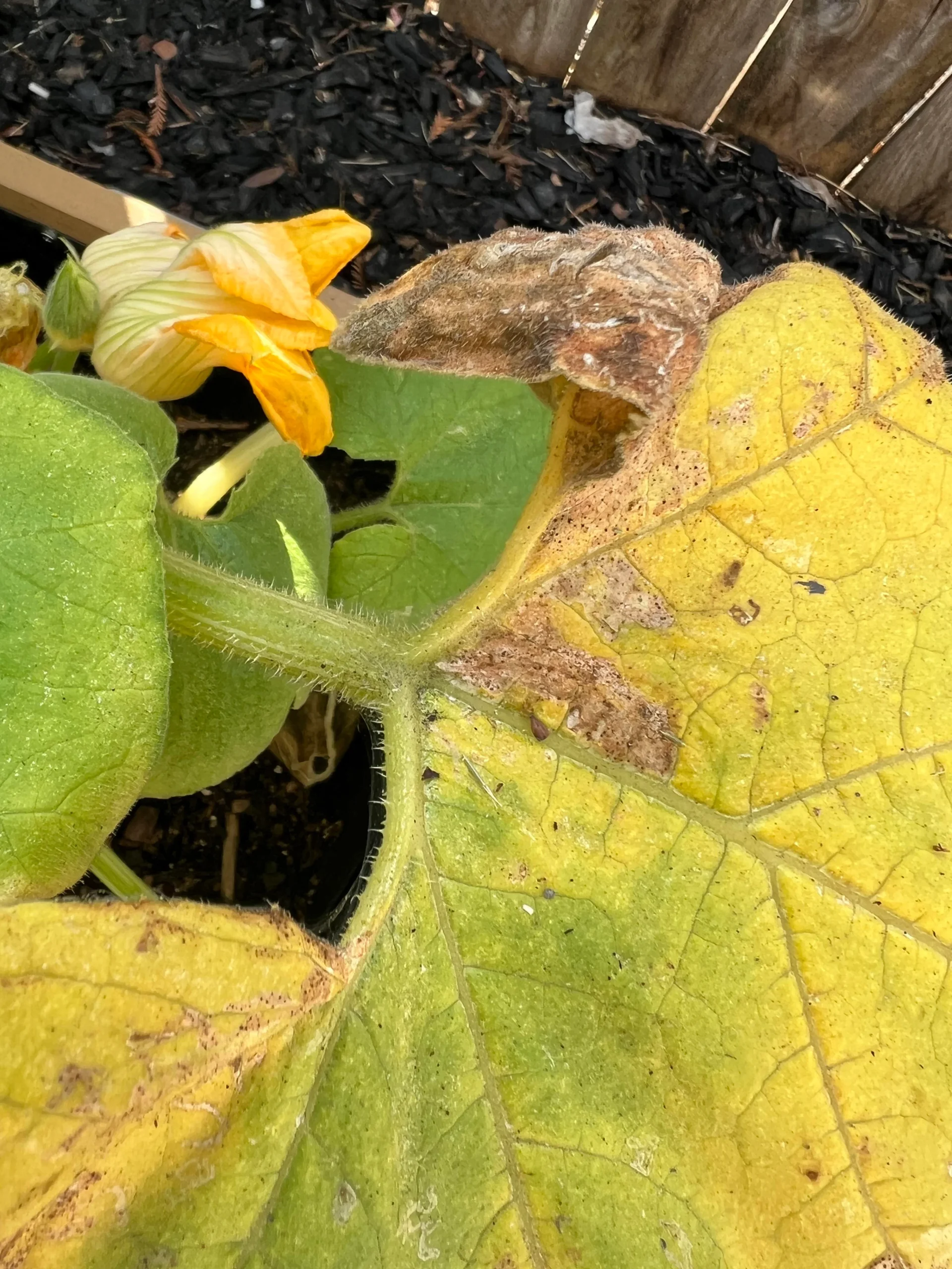 organic fungicide spray pumpkin