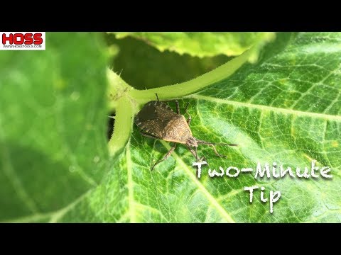 organic squash bug control methods