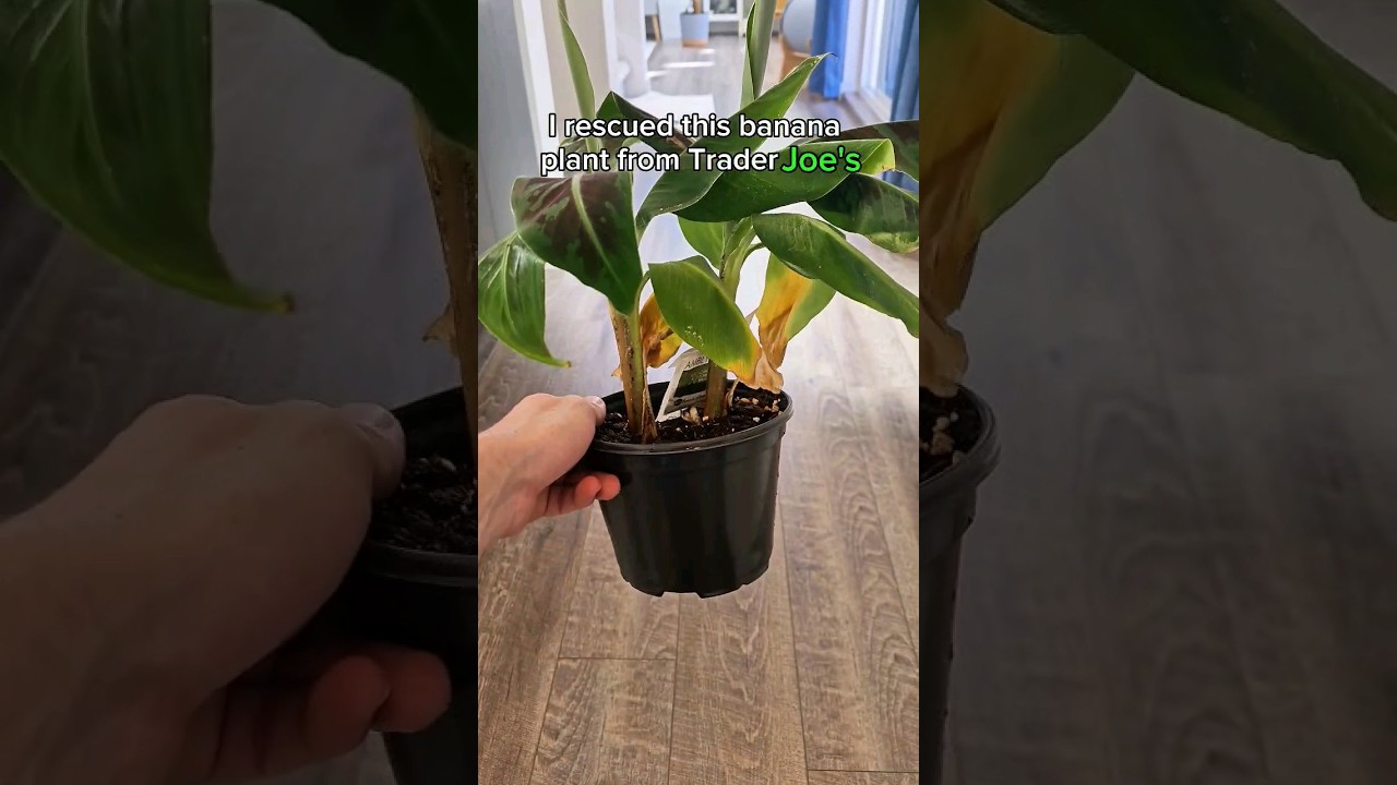overwatered banana leaf browning