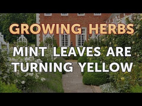 overwatered mint root rot