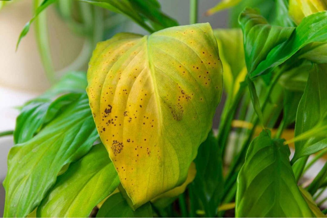 overwatered plant symptoms