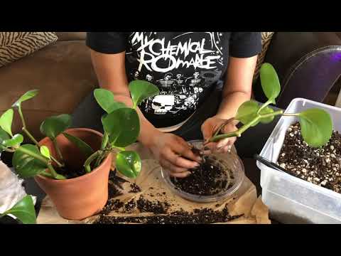 peperomia obtusifolia root rot