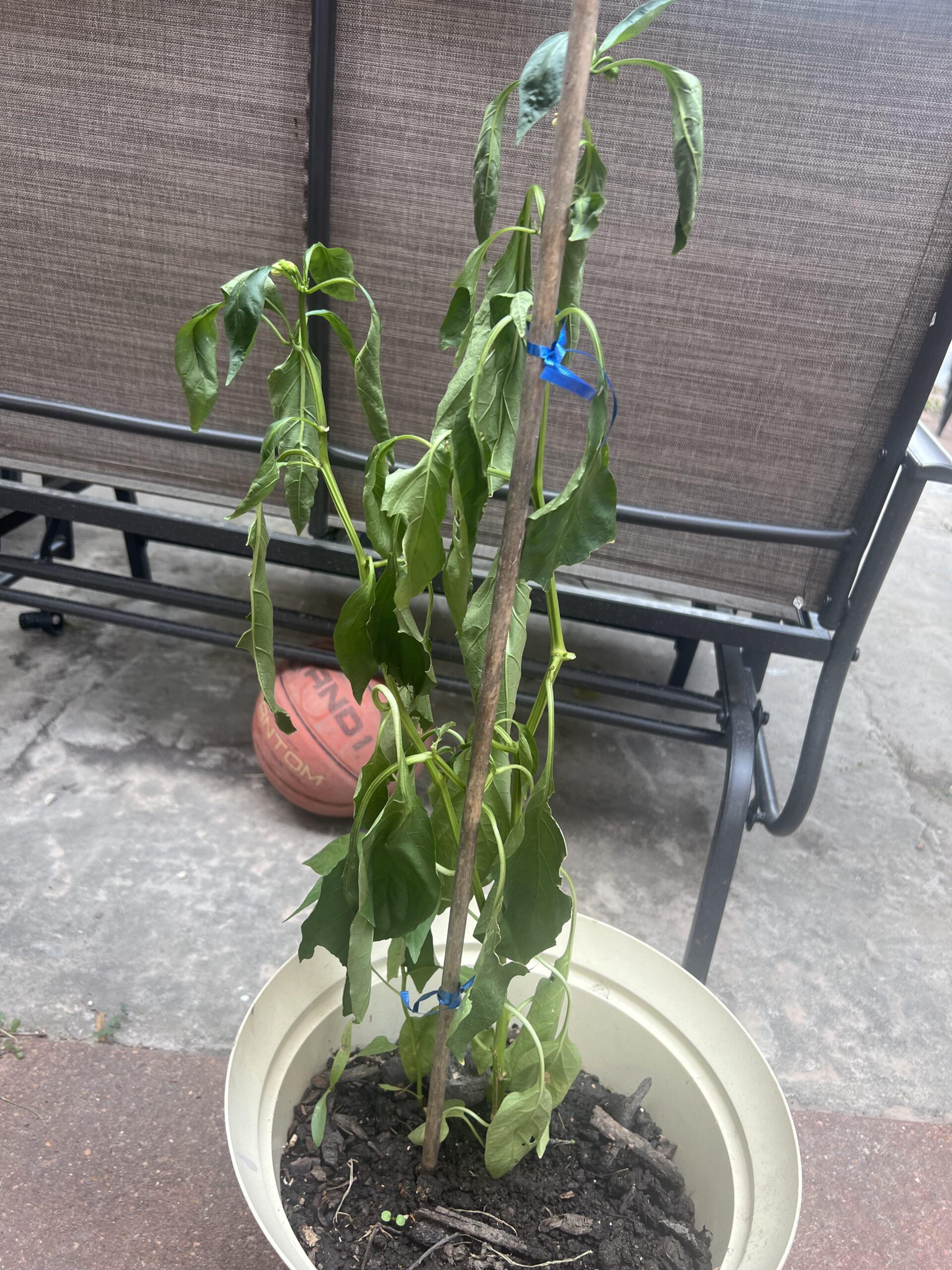 pepper plant heat stress midday