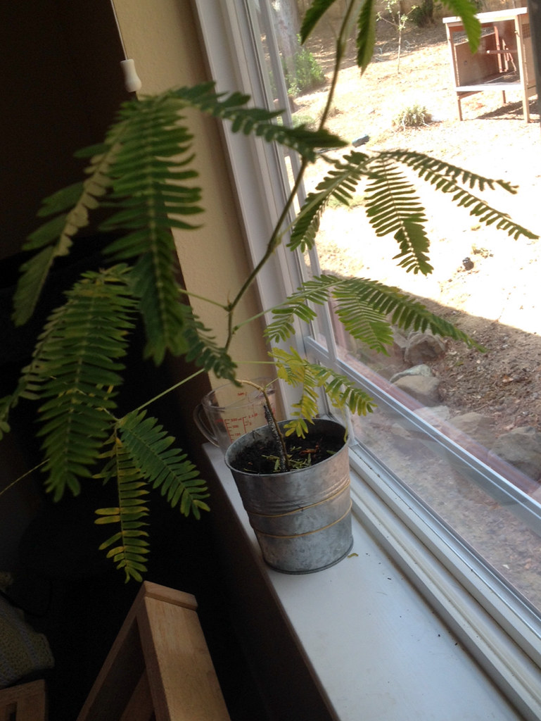 pot without drainage holes