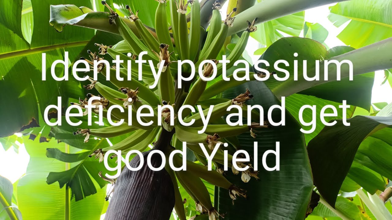 potassium deficiency banana leaf marginal browning