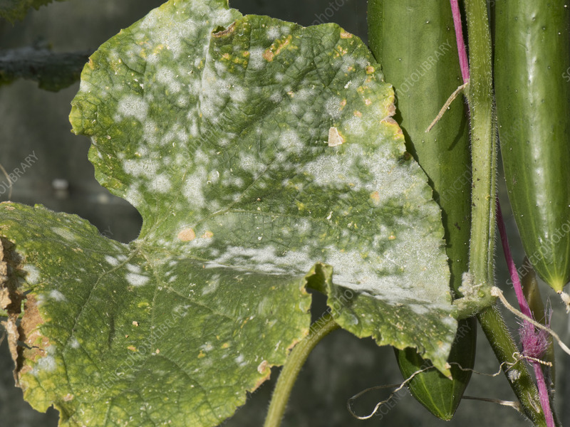 powdery mildew