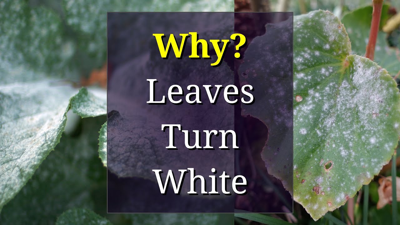 powdery mildew on rose leaf