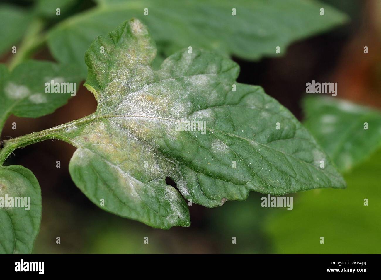 powdery mildew on tomato leaf