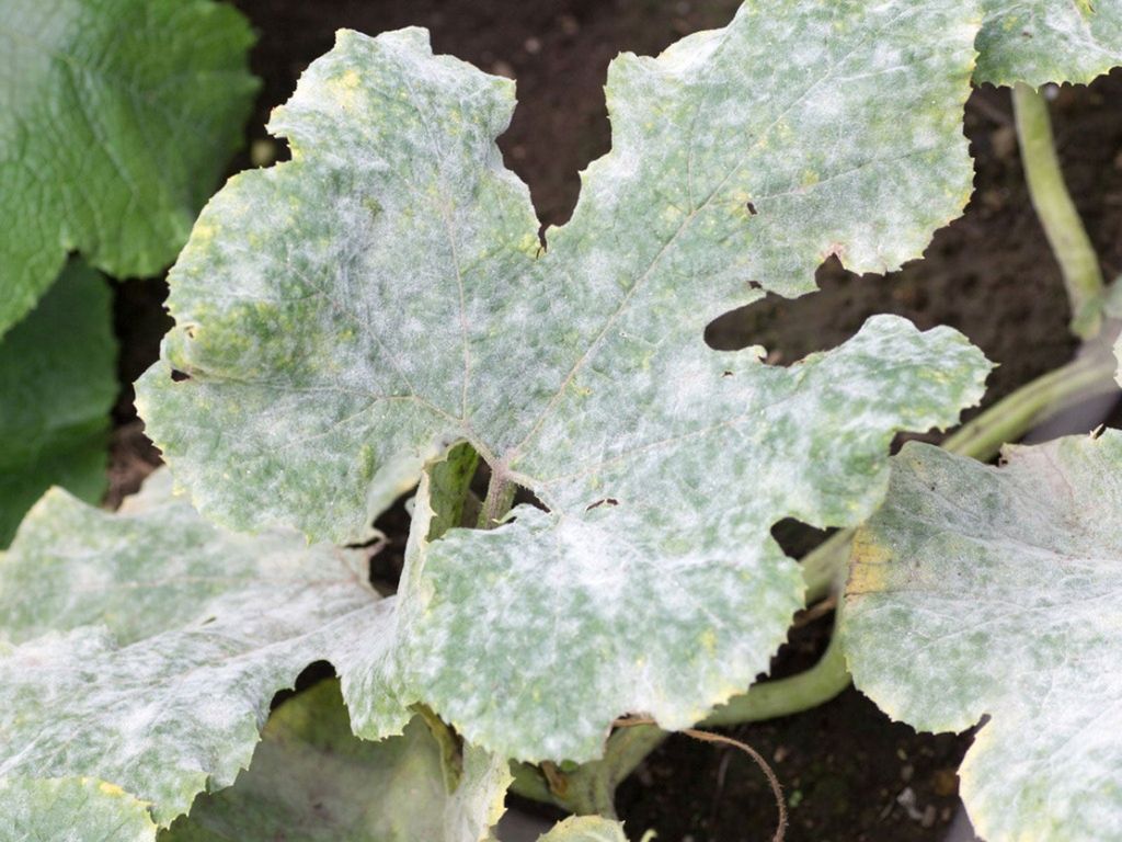 powdery mildew spores pumpkin leaf