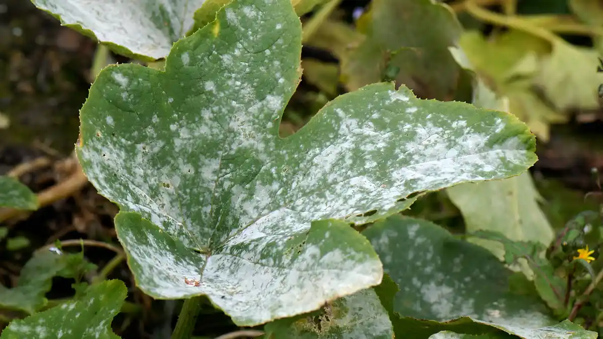 powdery mildew wipe test