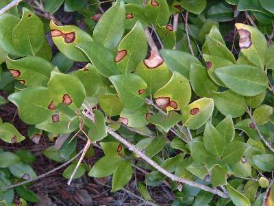 privet winter burn