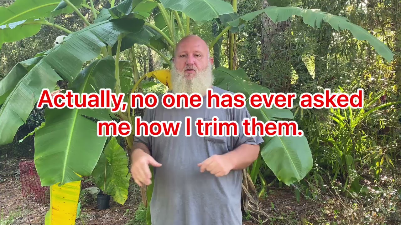 pruning banana leaf with shears disease removal