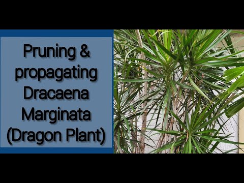 pruning Dracaena marginata