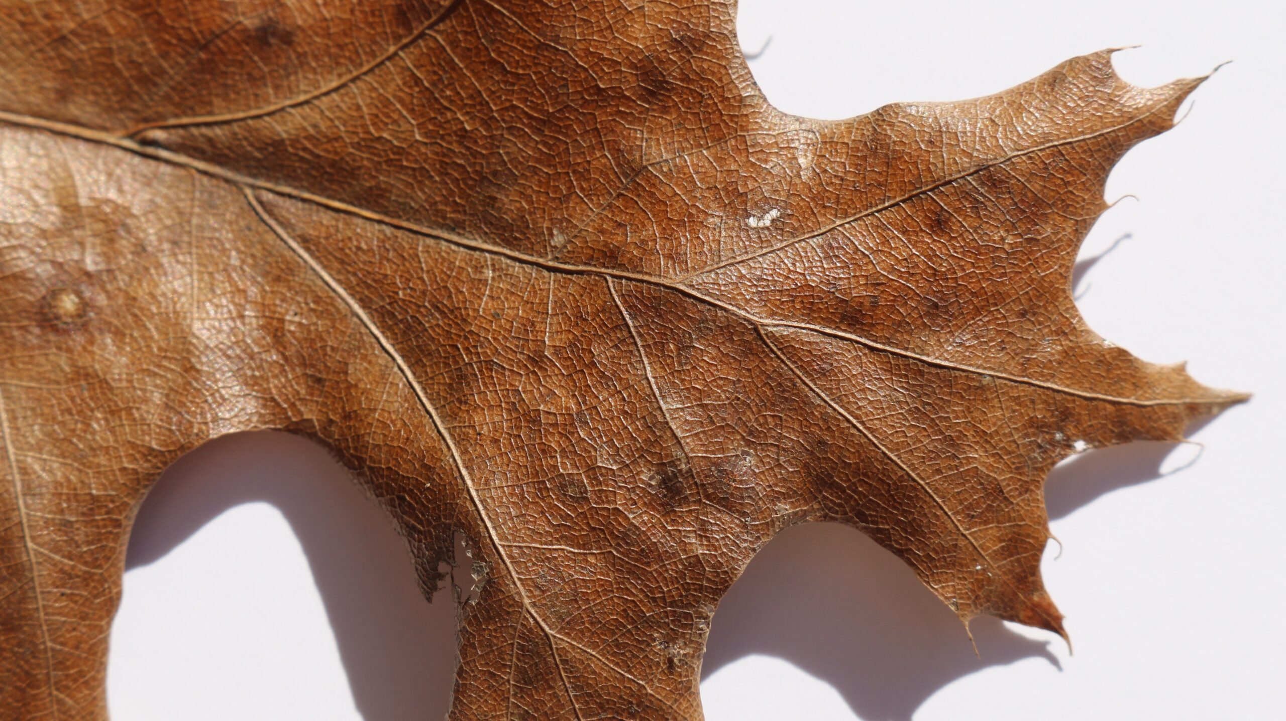 pumpkin leaves brown edges