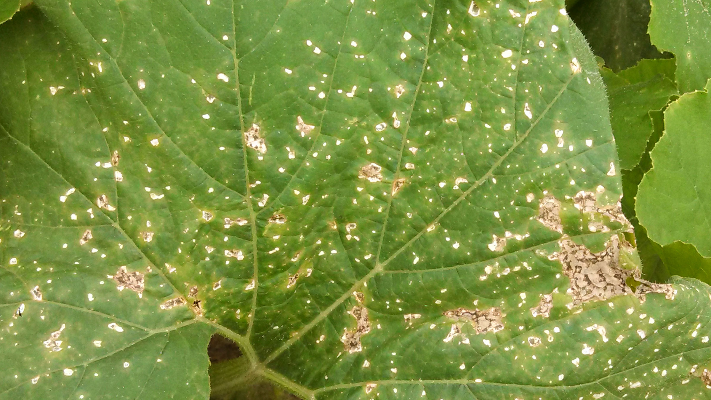 pumpkin plant leaves turning white
