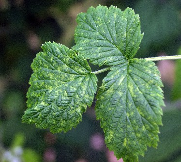 raspberry leaf spot