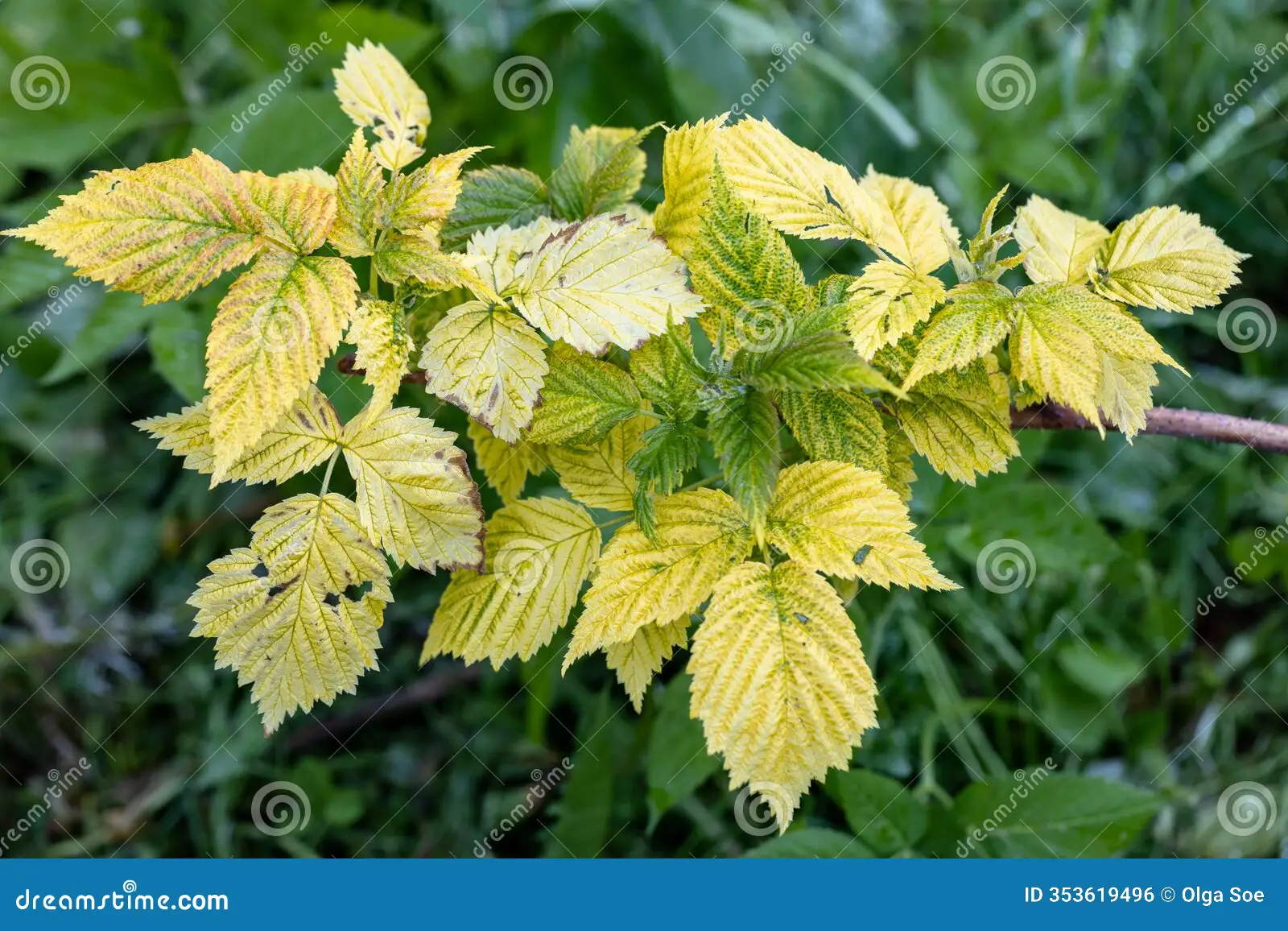 raspberry plant leaves turning yellow