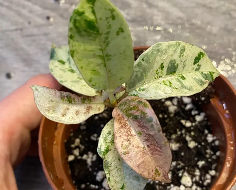root rot ficus elastica