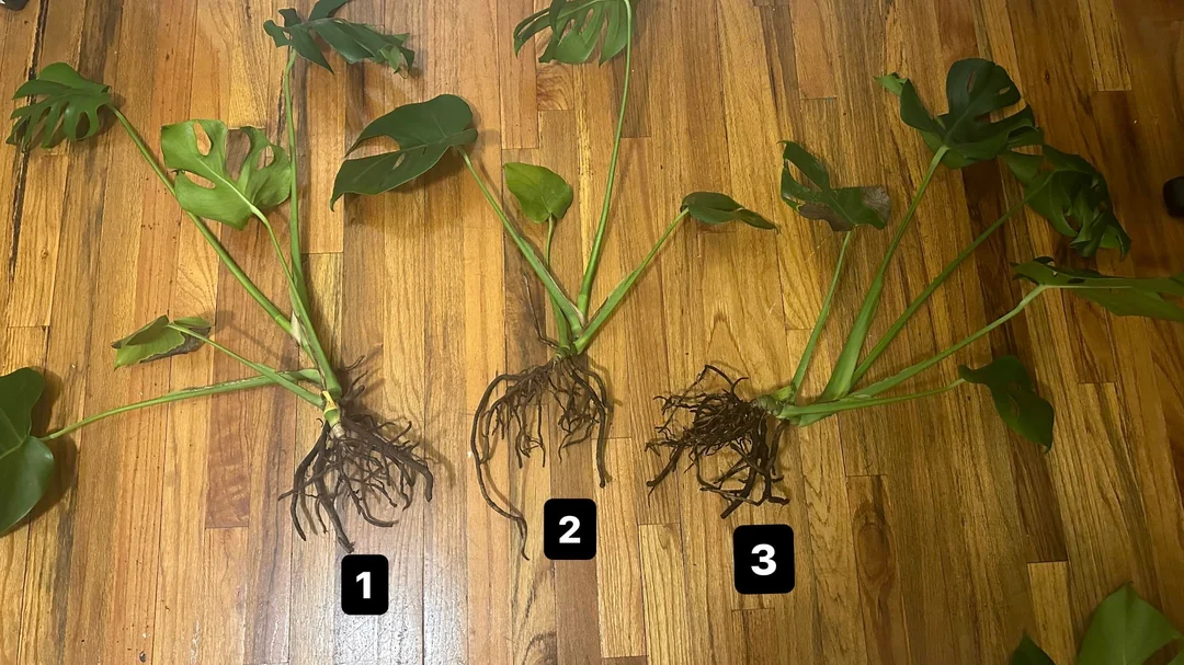 root rot monstera