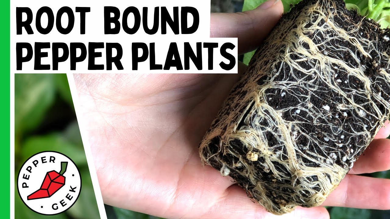 root rot pepper plant comparison