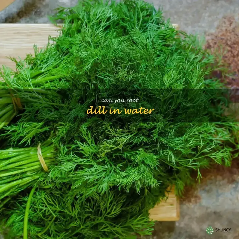 rotted dill cutting