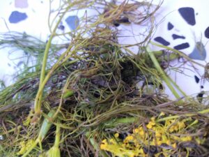 rotting dill cutting mistake