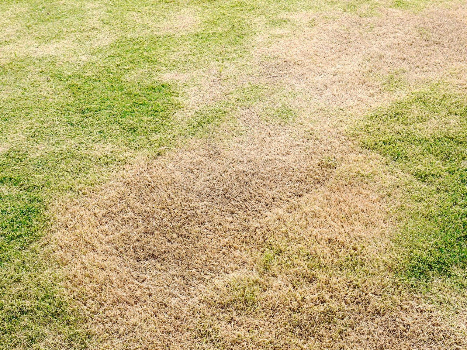 scalped brown grass lawn summer damage