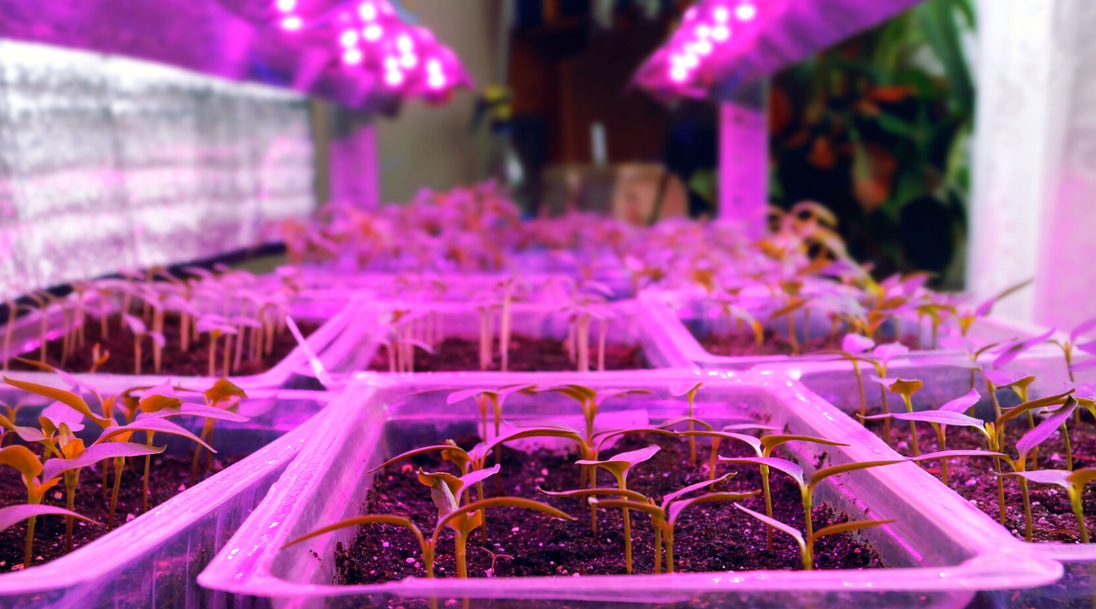 seed starting setup