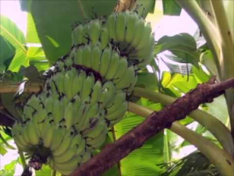 Sigatoka fungal spot banana leaf yellow halo