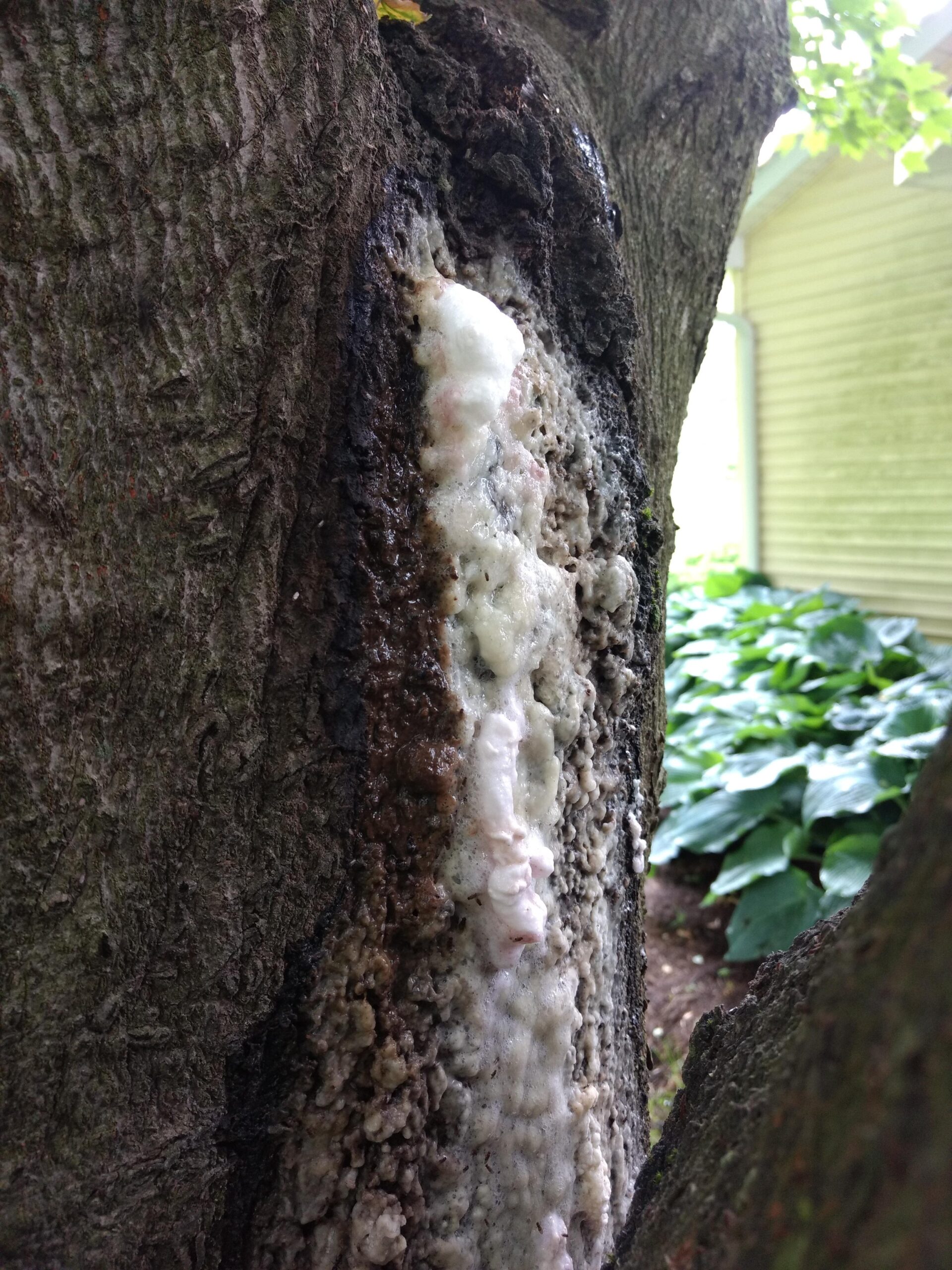 slime flux on tree trunk