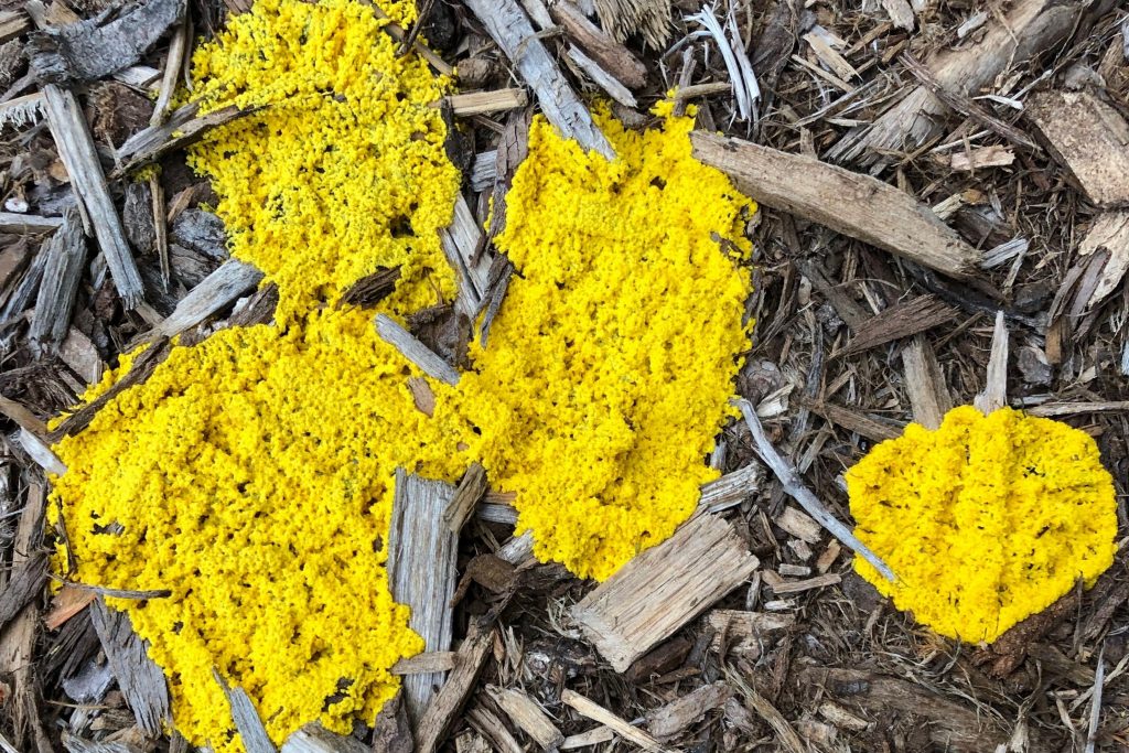 slime mold on mulch