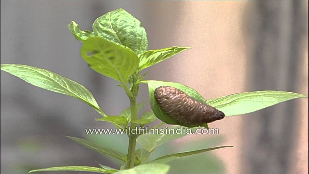 slug damage on basil