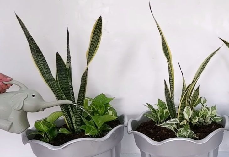 snake plant and pothos