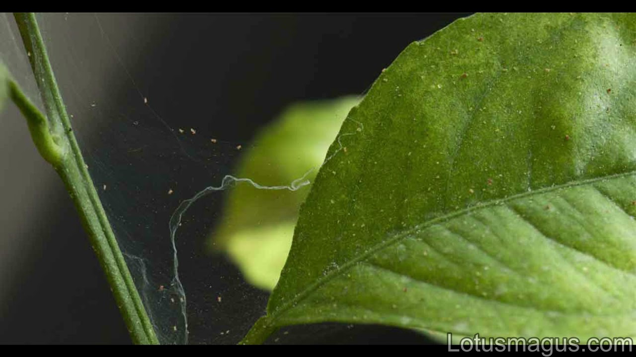 snake plant spider mites damage