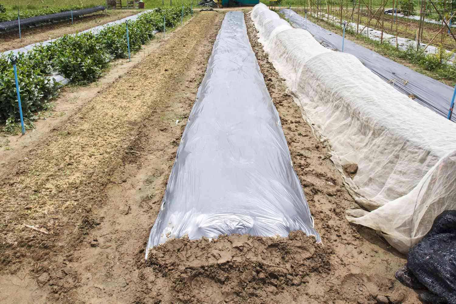 soil solarization outdoor method