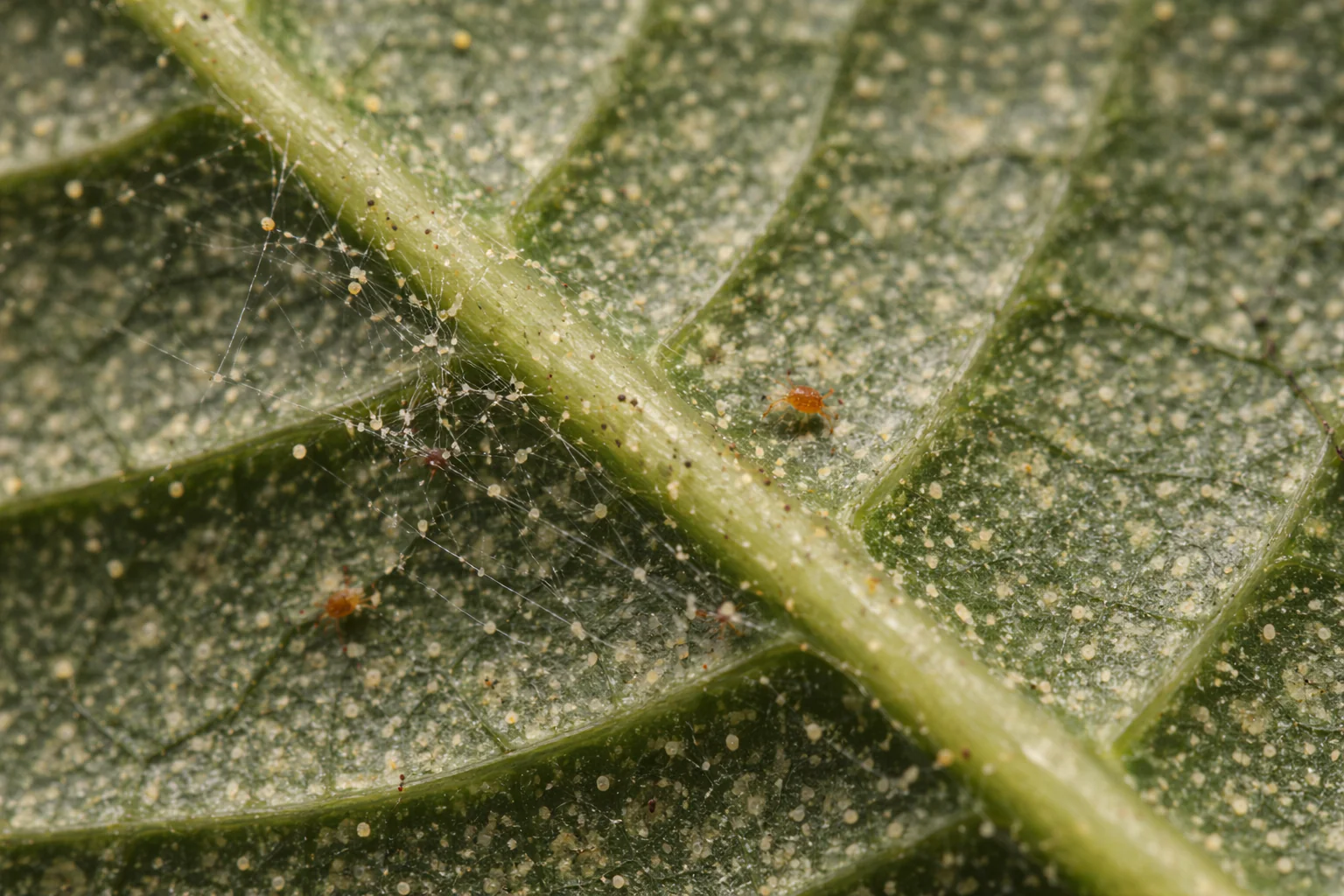 spider mite damage raspberry