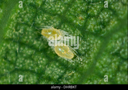 spider mites on ficus leaf