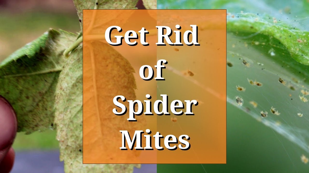 spider mites on rose leaves