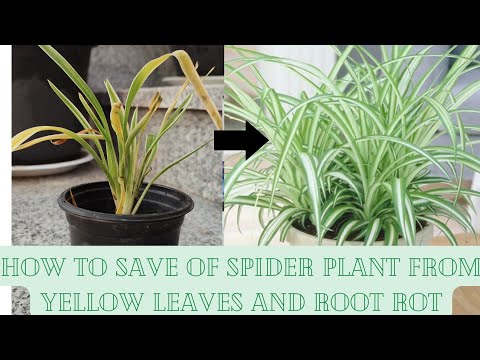 spider plant cold damage
