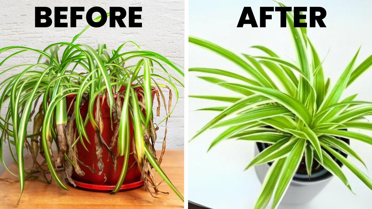 spider plant hardening off
