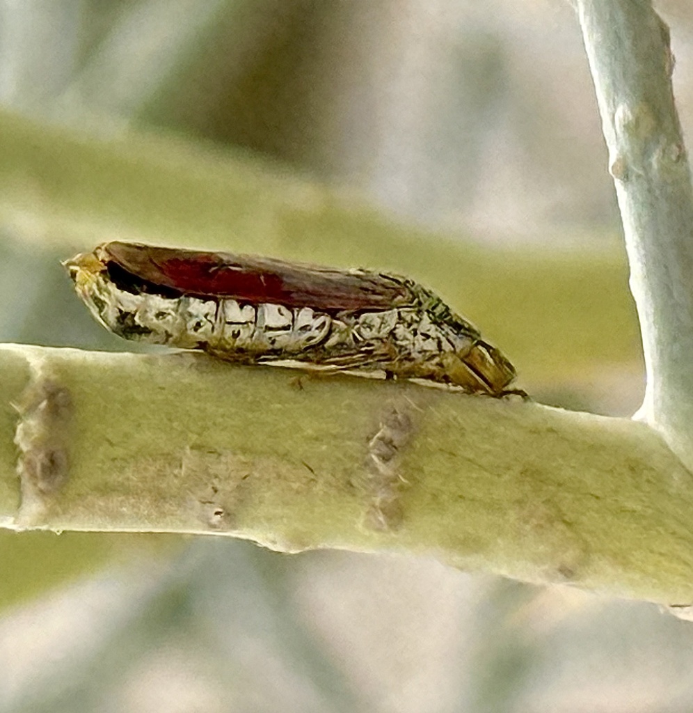 spider plant pests