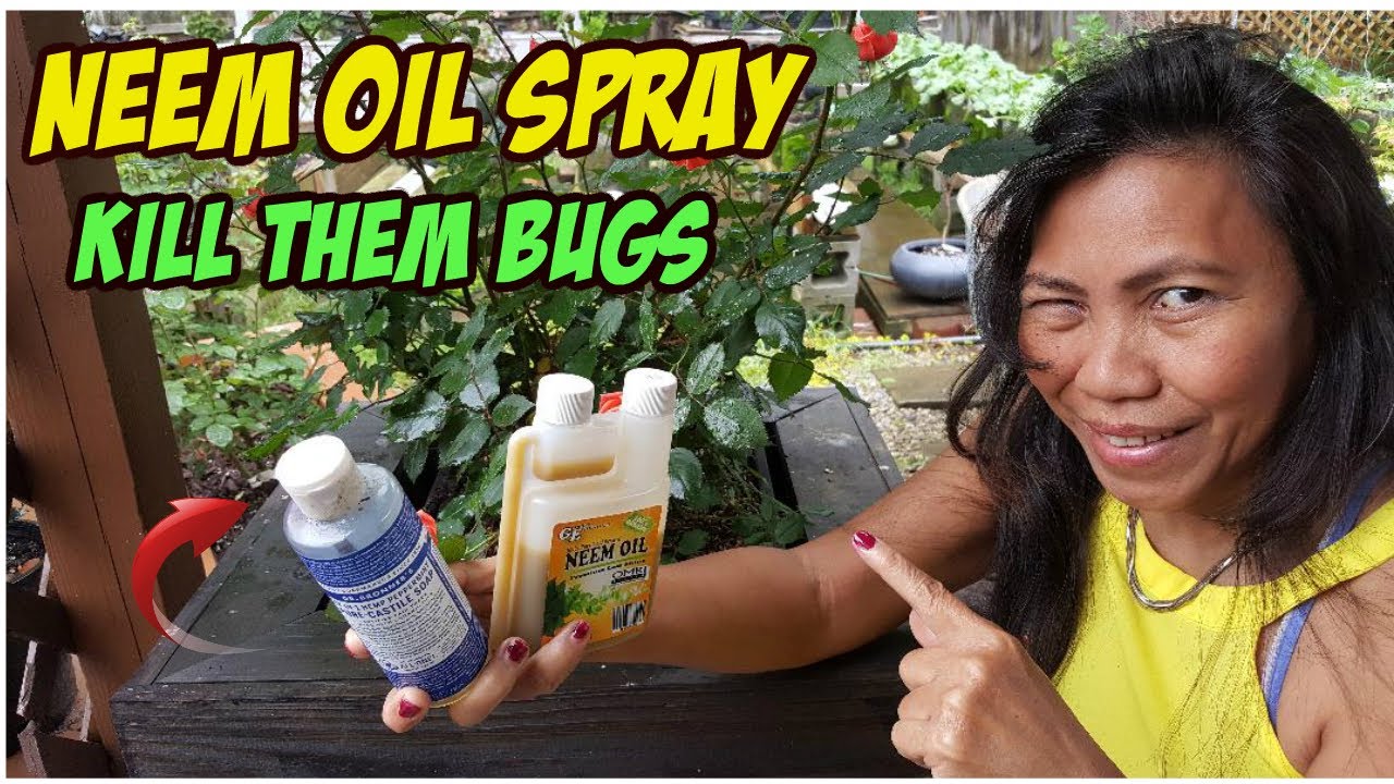 spraying neem oil on roses