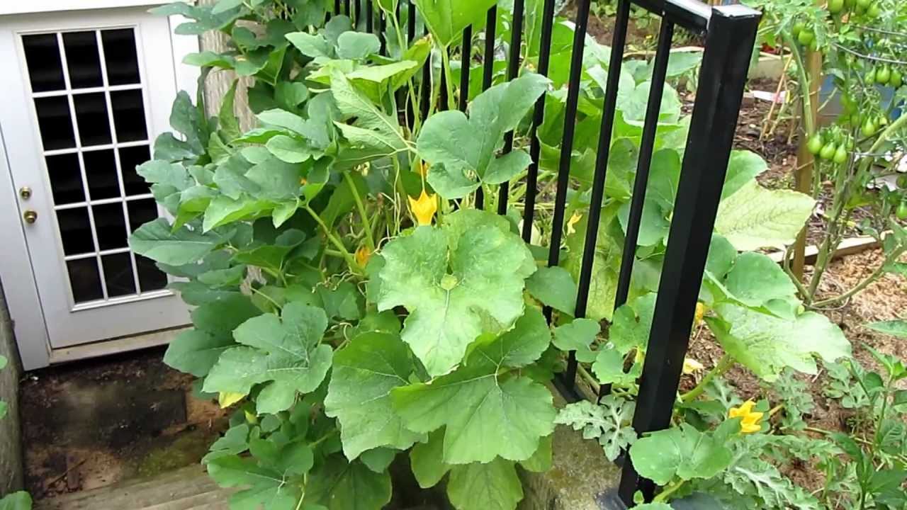 squash bug eggs